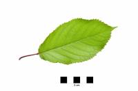 Merisier - feuille isolée sur fond blanc (Prunus avium)